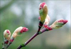 Ahornknospen Ahornknospen