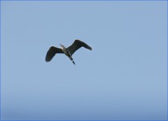 Reiherflug Reiherflug