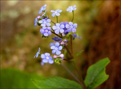 Vergissmeinnicht Vergissmeinnicht