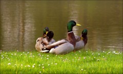 Vier Erpel Vier Erpel