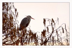 Fischreiher Fischreiher