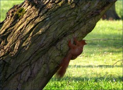 Eichhörnchen Eichhörnchen