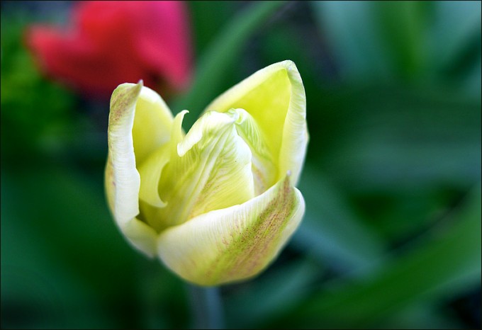 Tulpe