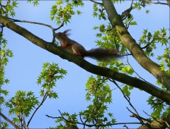 Eichhörnchen Eichhörnchen