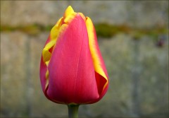 Tulpe