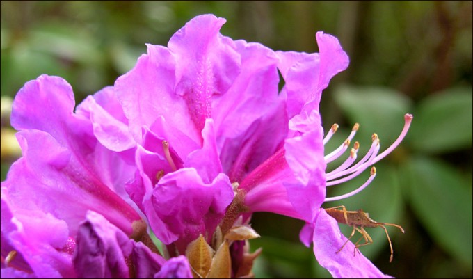 Rhododendronblüte