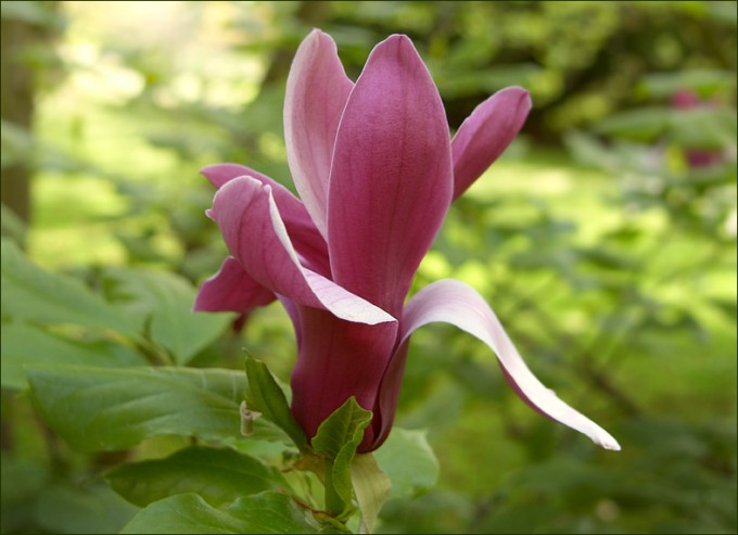Magnolienblüte