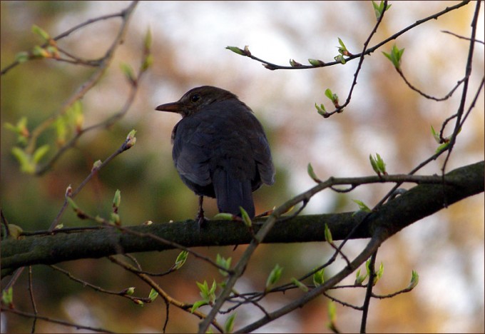 Amsel