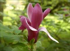 Magnolienblüte Magnolienblüte