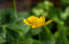 Sumpfdotterblume Sumpfdotterblume