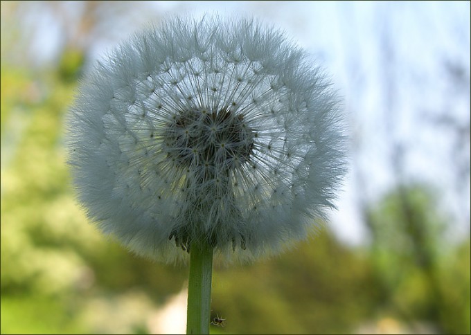Pusteblume