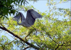 Graureiher Graureiher