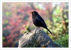 Amsel Amsel