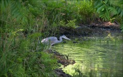 Graureiher Graureiher