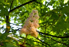 Blütenkerze Blütenkerze