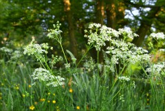 Schafgarben Schafgarben