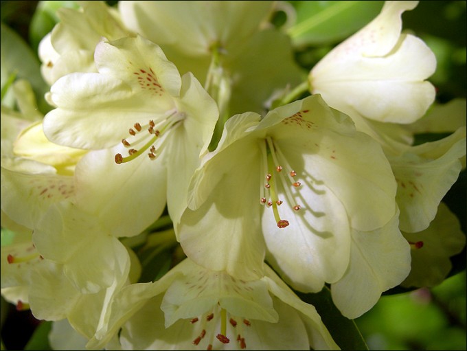 Rhododendronblüten