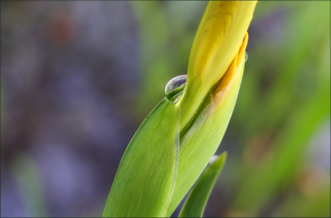 Wasserschwertlilienknospe
