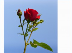 Rosenblüte Rosenblüte