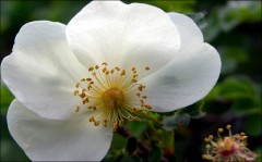 Heckenröschen Heckenröschen