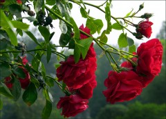 Rote Rosen