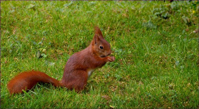 Eichhörnchen