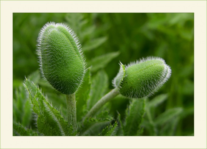 Mohnknospen