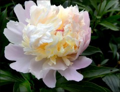 Pfingstrose Pfingstrose