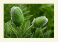 Mohnknospen Mohnknospen