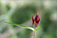 Kleine Knospe Kleine Knospe