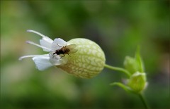 Kleine Fliege Kleine Fliege