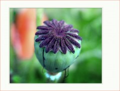 Mohnkapsel Mohnkapsel