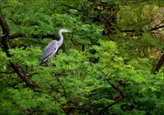 Graureiher Graureiher