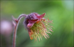 Bachnelkenwurz Bachnelkenwurz