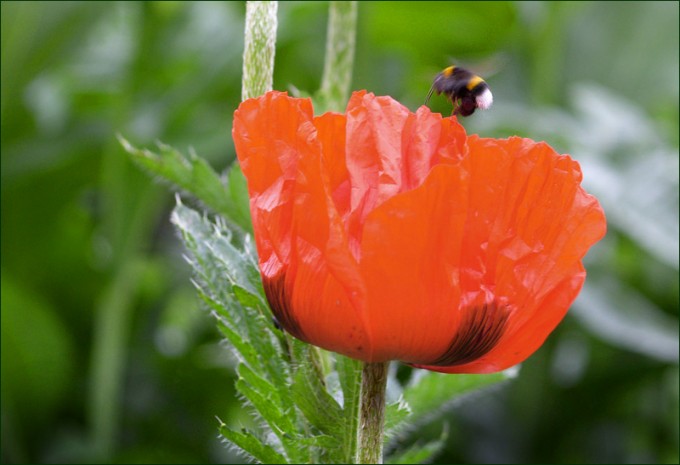 Mohn