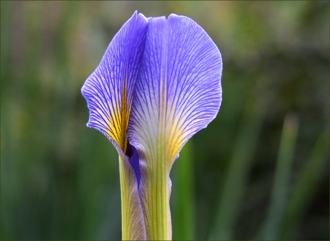 Iris