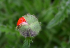 Blütenknospe Blütenknospe