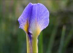 Iris Iris