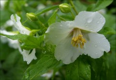 Weisse Blüten Weisse Blüten