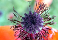 Verblühend Verblühend