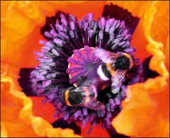 Zwei Hummeln Zwei Hummeln