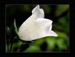 Glockenblume Glockenblume