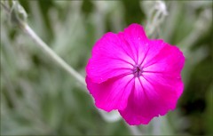 Pinkfarbene Lichtnelke Pinkfarbene Lichtnelke