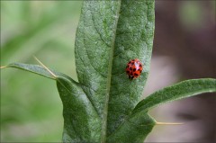 Marienkäfer Marienkäfer