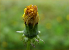 Löwenzahn Löwenzahn