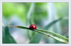 Marienkäfer Marienkäfer