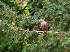 Eichelhäher Eichelhäher