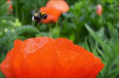 Hummelflug Hummelflug