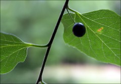 Baumblätter Baumblätter