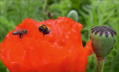 Bienen und Hummel Bienen und Hummel